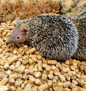 Lesser Tenrecs For Sale - Image 2
