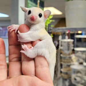 Leucistic Sugar Glider For Sale