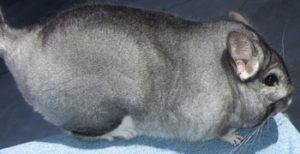 Light Medium Standard Chinchilla For Sale