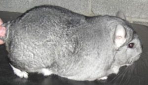 Light Standard Chinchilla For Sale