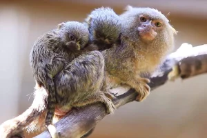 Marmoset Monkey For Sale