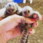 Marmoset Monkey For Sale - Image 2