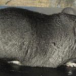 Medium Colorphase Standard Chinchilla For Sale