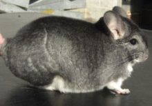 Medium Dark Colorphase Standard Chinchilla For Sale