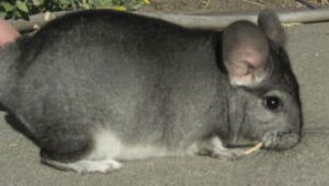 Medium Standard Chinchilla For Sale
