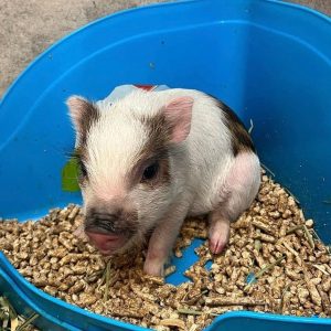 Miniature Pig For Sale