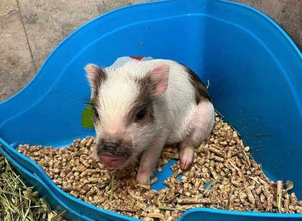 Miniature Pig For Sale