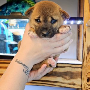 New Guinea Singing Dog For Sale