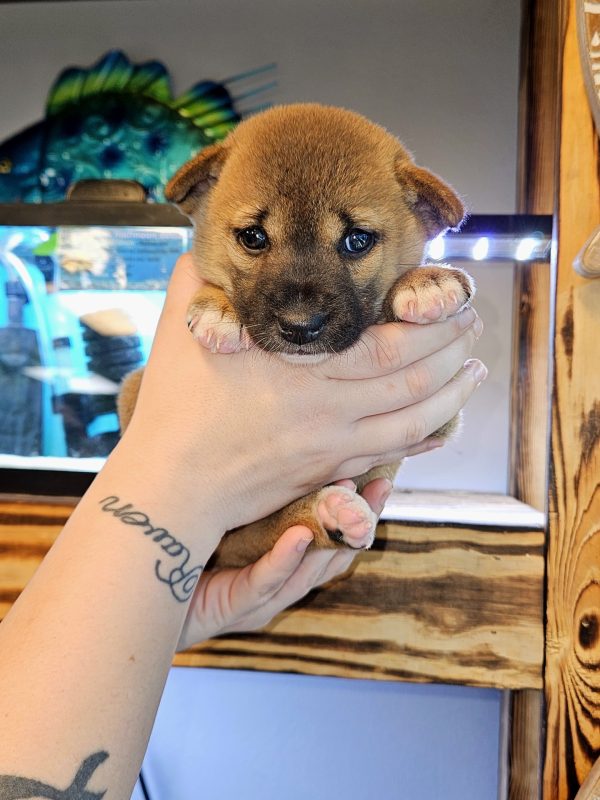 New Guinea Singing Dog For Sale