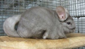 Pastel or Light Tan Chinchillas For Sale
