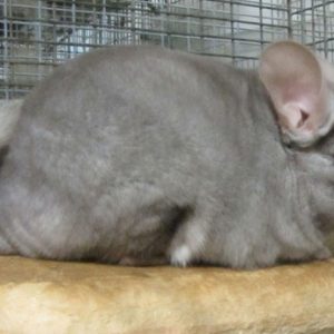 Pastel or Light Tan Chinchillas For Sale