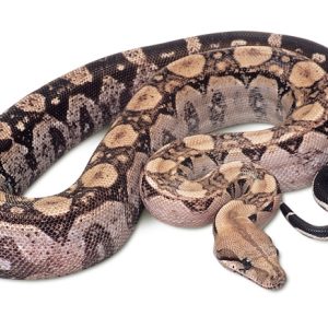 Pewter Boa For Sale