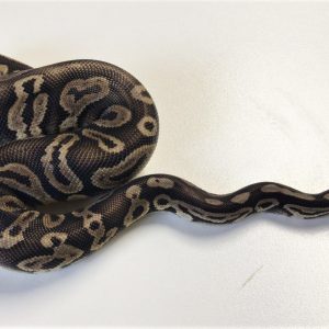 Pewter Het Pied Ball Python For Sale