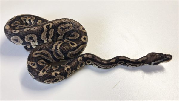 Pewter Het Pied Ball Python For Sale