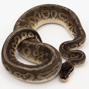 Pewter Hoffman Ball Python For Sale