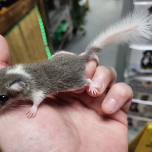 Pied African Pygmy Squirrel For Sale