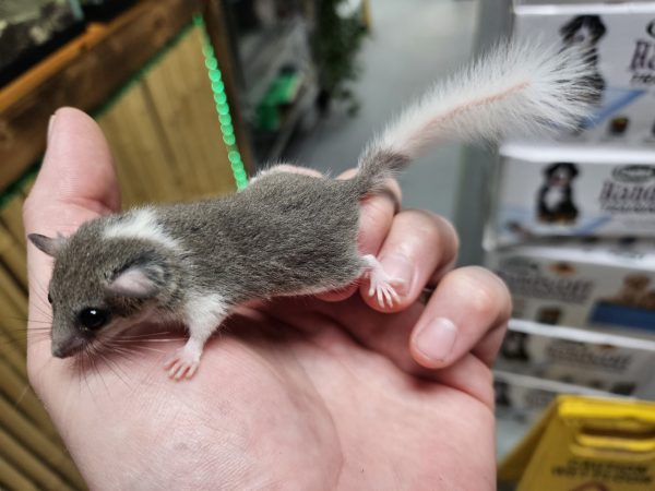 Pied African Pygmy Squirrel For Sale