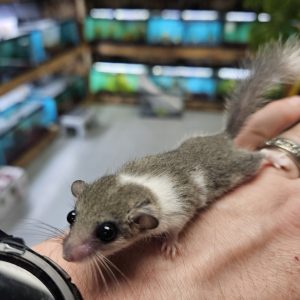 Pied Pygmy Squirrels For Sale
