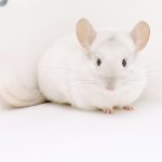 Pink white Chinchilla For Sale