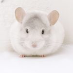 Pink white Chinchilla For Sale Online
