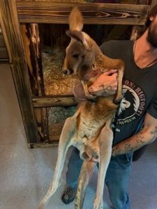 Red Kangaroo For Sale