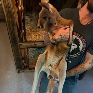 Red Kangaroo For Sale