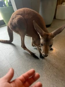 Red Kangaroo For Sale Near Me