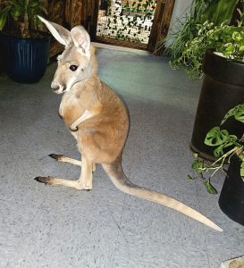 Red Kangaroo For Sale Now