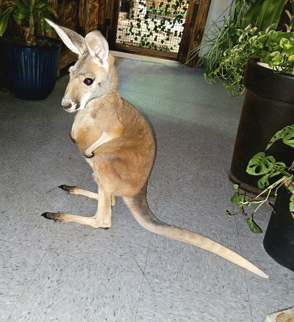 Red Kangaroo For Sale Now