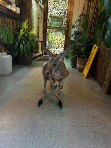 Red Kangaroo For Sale Online