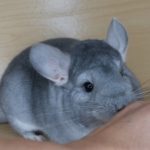 Sapphire Chinchilla For Sale