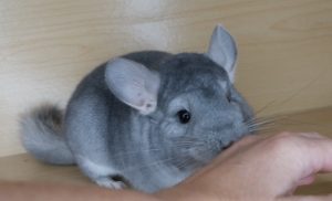 Sapphire Chinchilla For Sale
