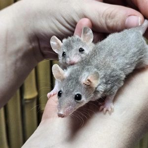 Short Tail Possums For Sale
