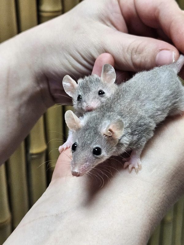 Short Tail Possums For Sale