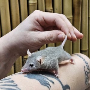 Short Tail Possums For Sale Near Me