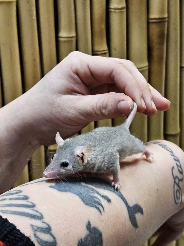 Short Tail Possums For Sale Near Me