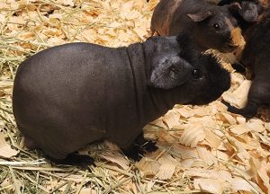 Skinny Pig For Sale