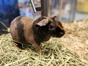Skinny Pig For Sale Near Me