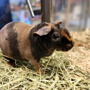 Skinny Pig For Sale Near Me