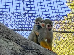Squirrel Monkey For Sale
