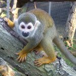 Squirrel Monkey For Sale - Image 2