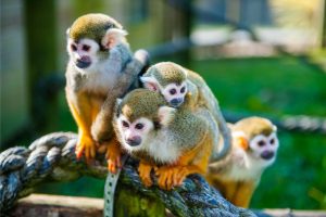 Squirrel Monkey For Sale - Image 4