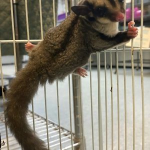 Standard Gray Sugar Glider For Sale