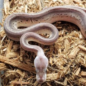 Sterling Pinstripe Ball Python For Sale