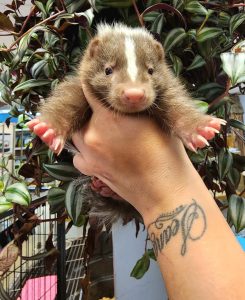 Striped Skunks For Sale