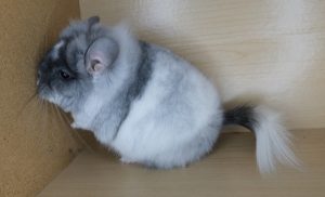 Angora Chinchilla For Sale - Image 4