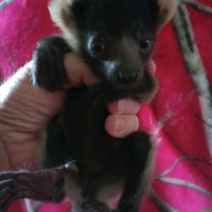 Tricolor Lemur For Sale