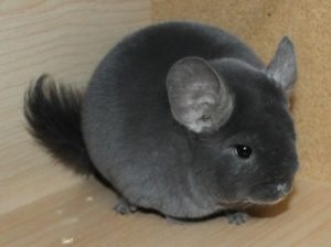 Violet Chinchilla For Sale