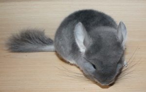 Violet Chinchilla For Sale Near Me