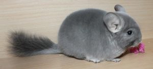 Violet Chinchilla For Sale Online